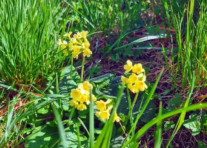 Maly Nad Rzeka, 381 Lacko Casa vacanze Obidza